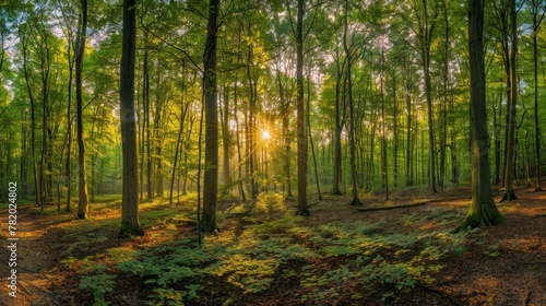 A panoramic view of a forest at sunset, with sunlight filtering through the leaves and casting a warm glow on the forest floor