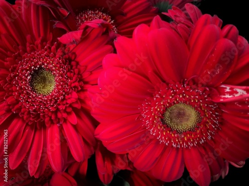 Beautiful blooming red Gerbera jamesonii flowers also known as Barberton daisy  Transvaal daisy isolated on black background.