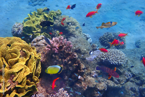 Nature of coral reef showing great biodiversity of tropical marine species of animals and ecosystems that is still remains untouched by human activities in the Red Sea, Sinai, Middle East
