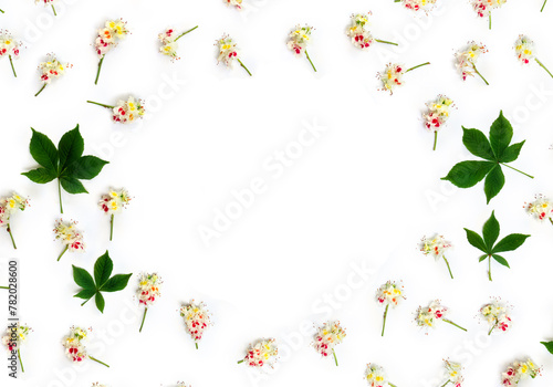 Frame from white flowers Aesculus hippocastanum, ( horse chestnut ) on a white background with space for text. Top view, flat lay © Anastasiia Malinich