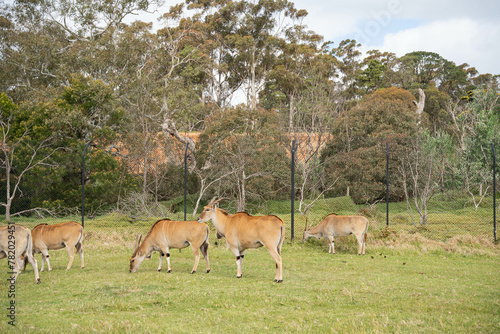 a group of giant eland roaming around in an enclose safari park at Werribee Zoo photo
