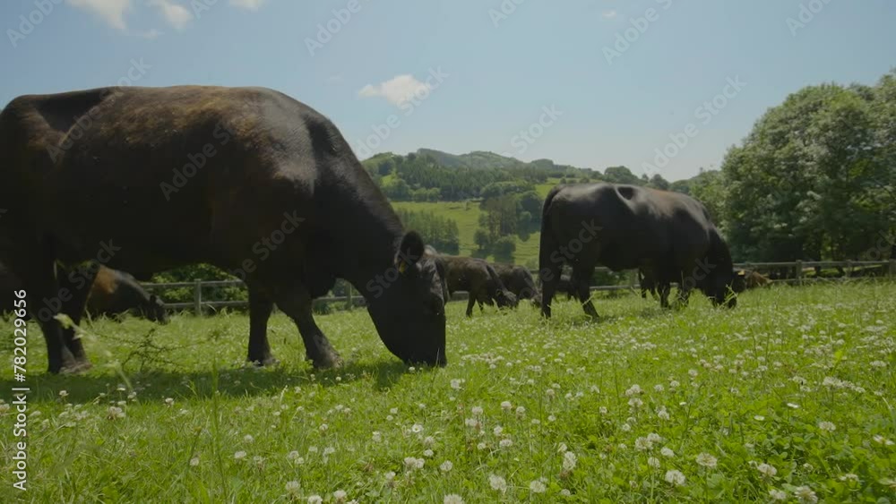 Cows graze in meadow. Animal grazing in pasture. Wide angle Cows graze in meadow. Animal grazing in pasture. Wide angle