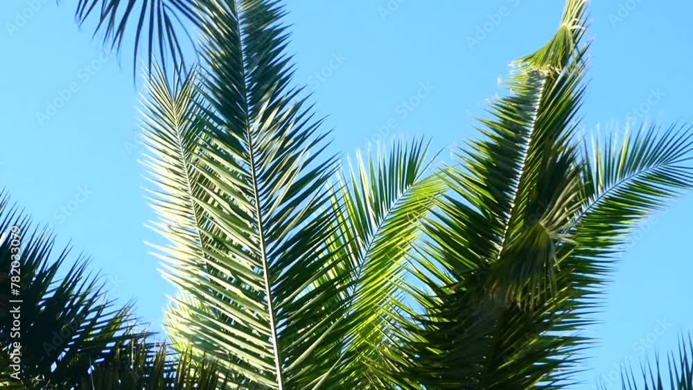 View of palm trees against blue sky, big leaves moving in warm wind on tropical island. . High quality FullHD footage View of palm trees against blue sky, big leaves moving in warm wind on tropical island. . High quality FullHD footage