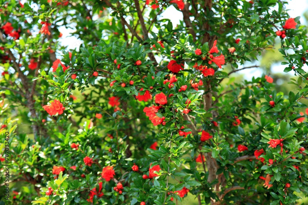 식물 - 석류나무 꽃
