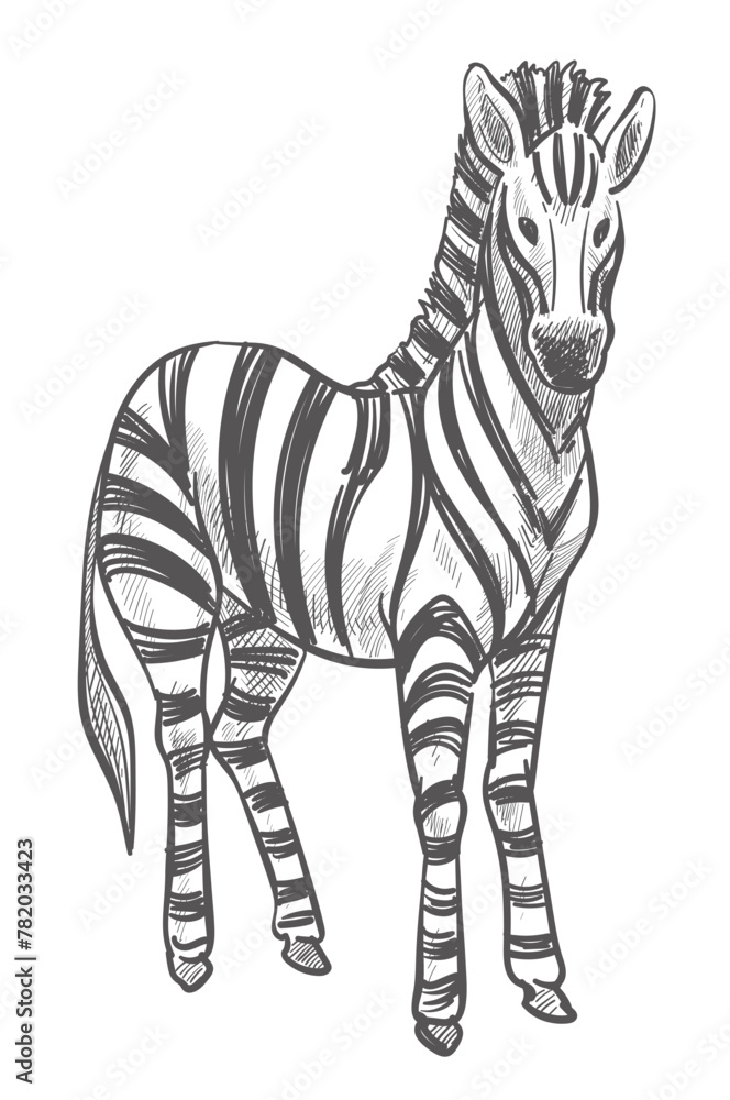 Fototapeta premium Zebra animal, wildlife mammal with stripes on fur
