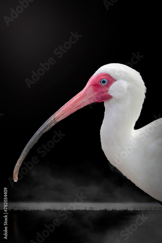 White Ibis Bird © Sandra J Photography