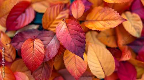 Autumn leaves in vibrant hues of red, orange, and yellow.