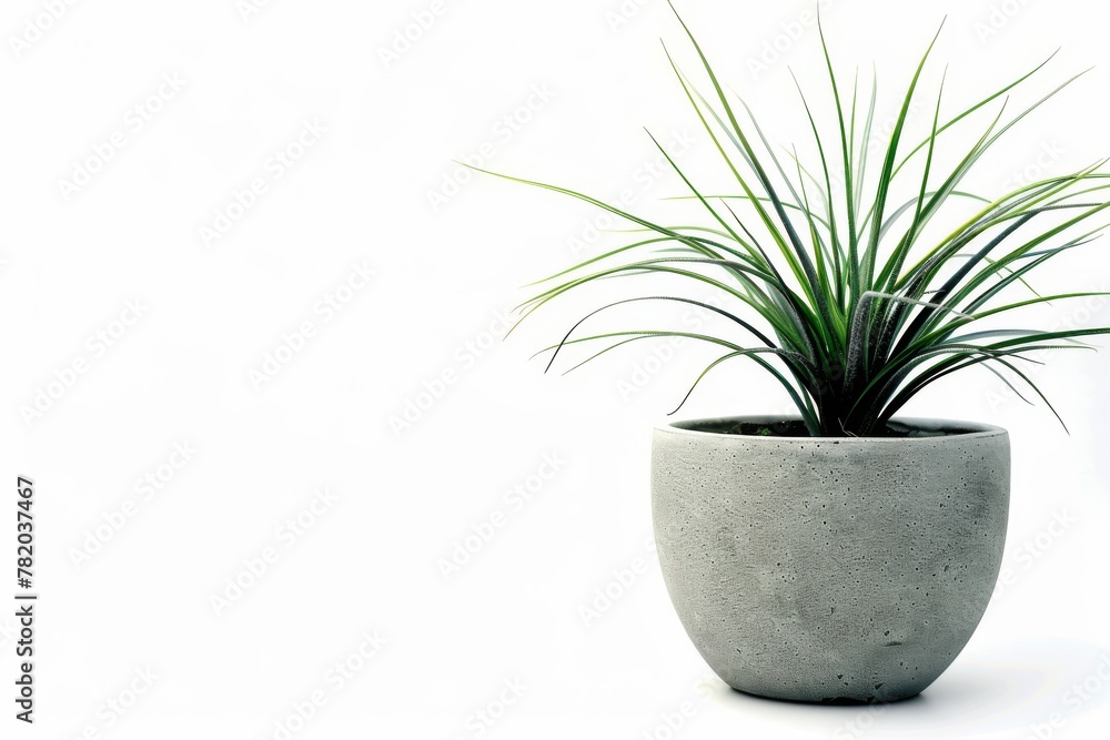 Air plant (Tillandsia) in Flowerpot Closeup, Air plant (Tillandsia) Macro House Plant in Flowerpot