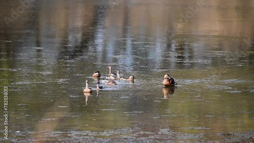 Lesser whistling ducks in the beautiful waters of Tadoba national park photo