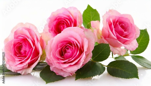 pink roses on white