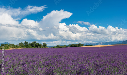 Lavender fields in Provence with summer clouds. Alpes-de-Haute-Provence, France