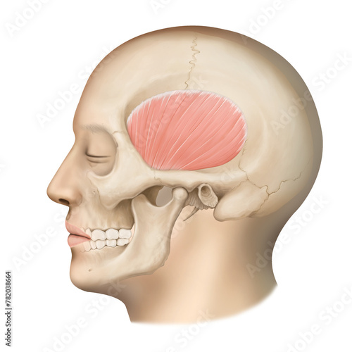 human skull anatomy photo