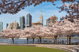 Spring in Long Island City Hunter's Point South Park. Blooming cherry trees, East River and Manhattan skyscrapers from Queens, New York City