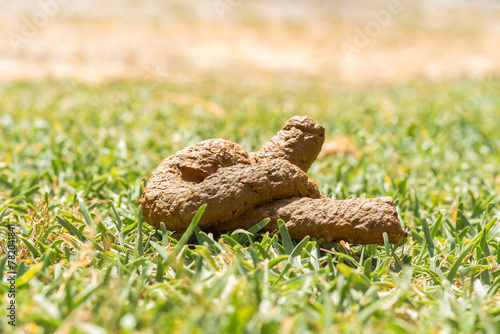 Dog Waste on Vibrant Green Grass Under Sunlight