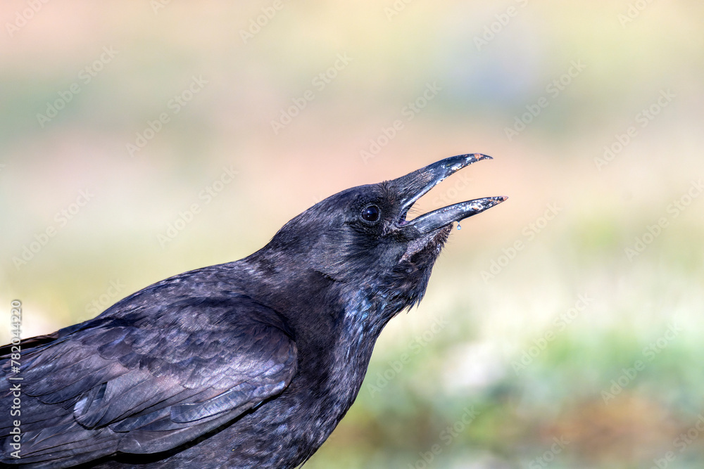 Fototapeta premium Carrion crow perched in a pond to drink water.