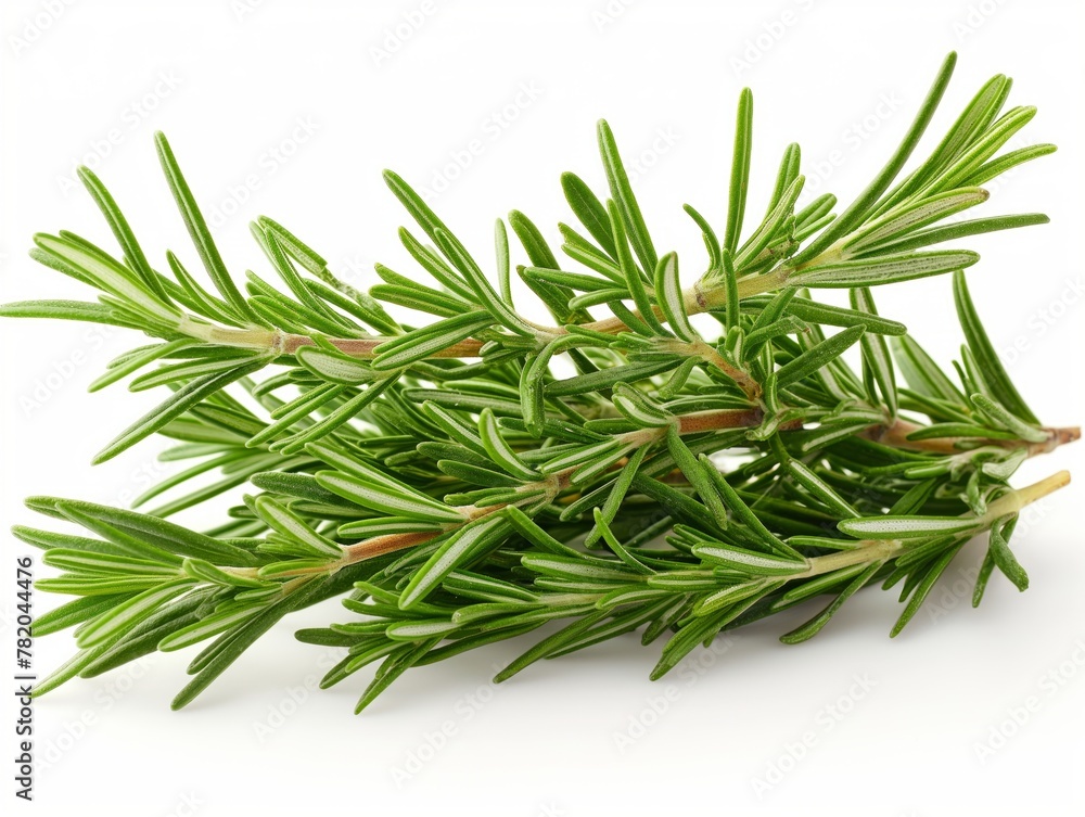 Fototapeta premium rosemary leaf herbal is spices Isolated on the white background
