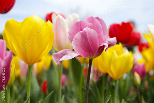 Beautiful tulip flower garden. The Expo 70 Commemorative Park, Osaka, Japan