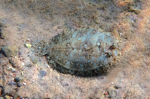Flat fish or Moses sole – Pardachirus marmoratus. It belongs to family Soleidae, inhabits sandy areas of coral reefs, its body color is similar to the sand and is example of camouflage