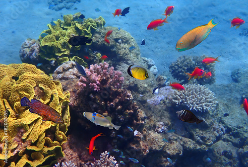 Amazing nature of coral reefs showing great biodiversity of tropical marine ecosystems that is still remains untouched by human activities in the Red Sea, Sinai, Middle East