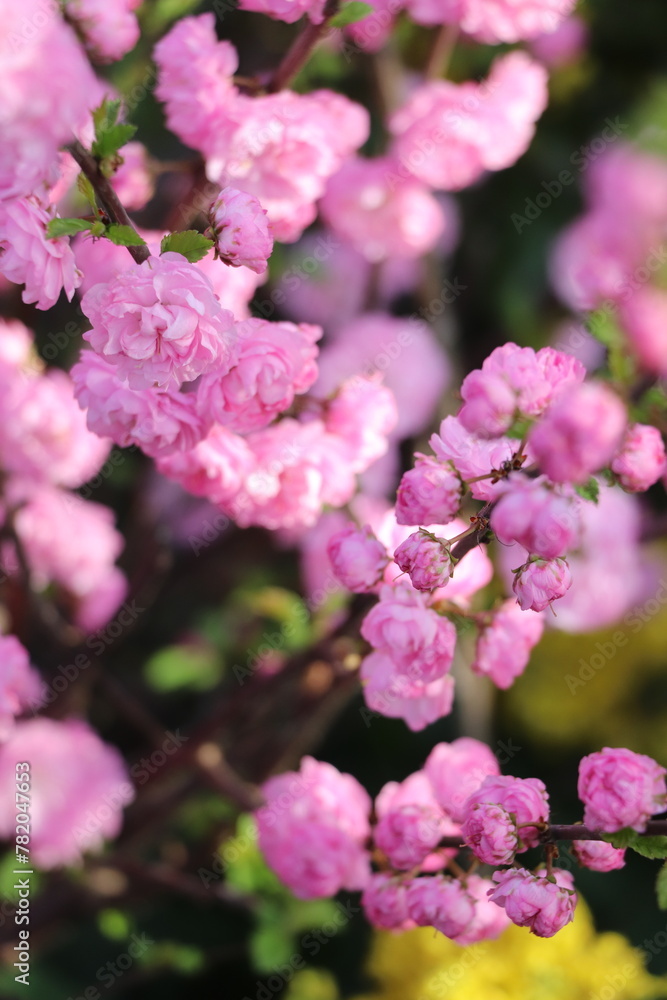 Spring Spring
