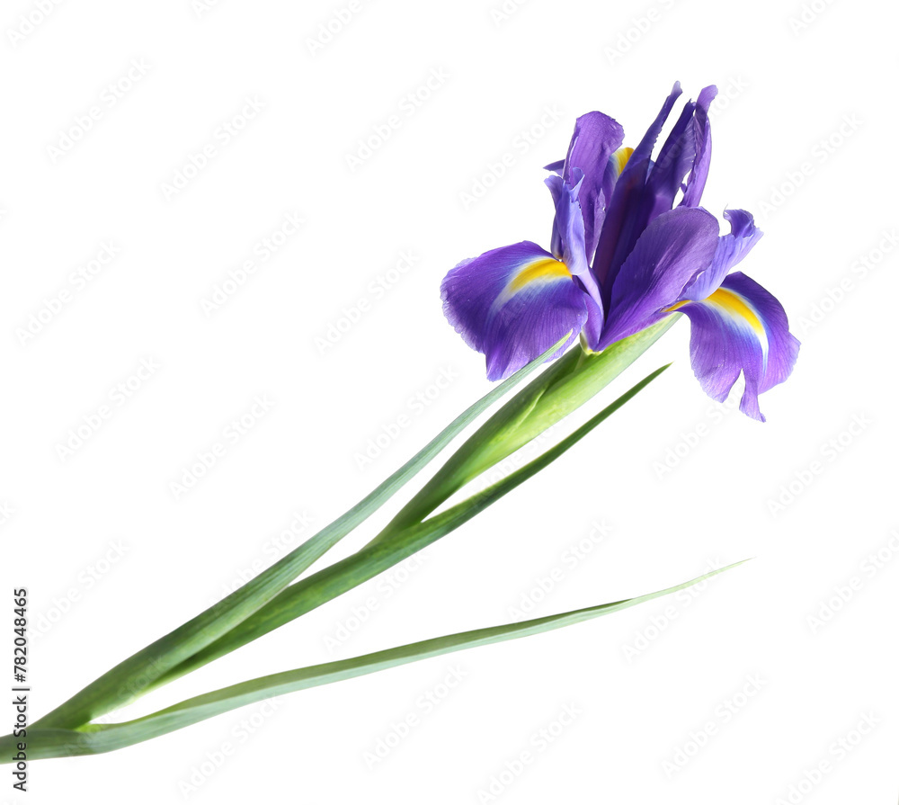 Beautiful violet iris flower isolated on white