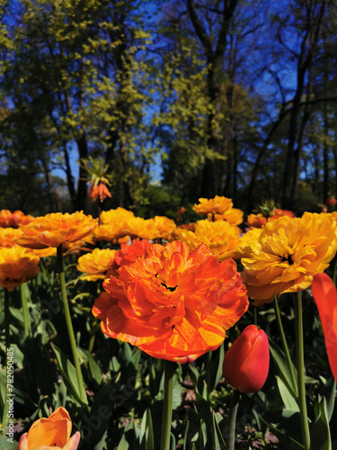 Tulip Festival on Elagin Island in St. Petersburg. A flower garden with yellow-orange large double tulips, similar to Willem van Oranje, against the background  a blue sky.