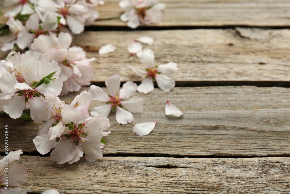 Fototapeta premium Beautiful spring tree blossoms and petals on wooden table. Space for text