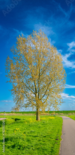 tree in the field spring time