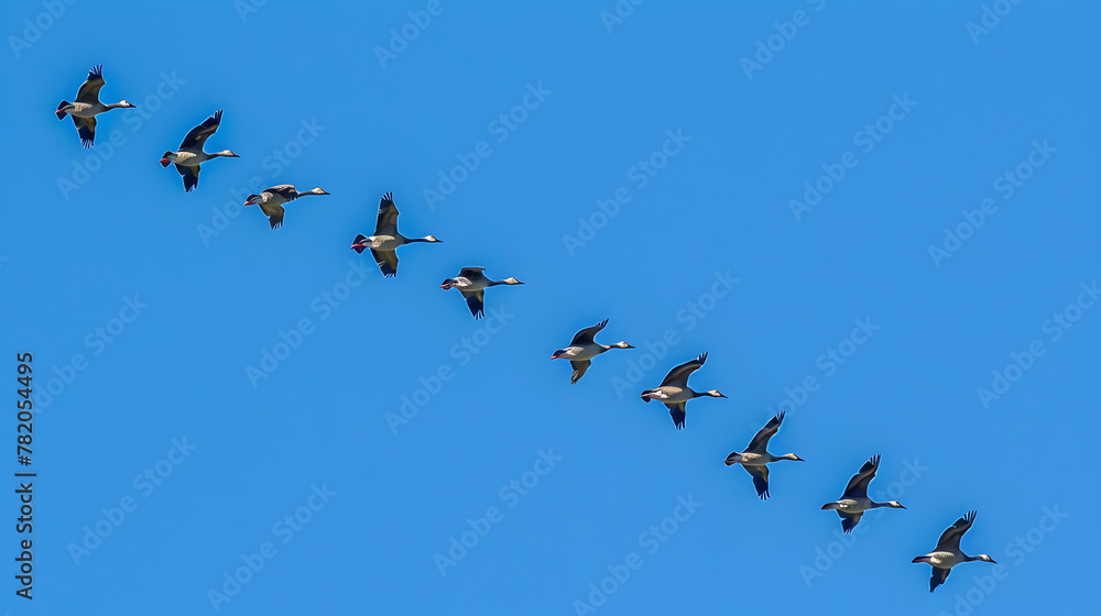 A flock of migratory birds flying in a V-formation.


