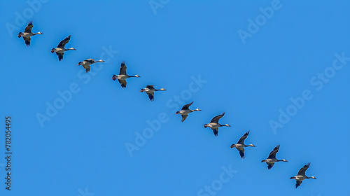 A flock of migratory birds flying in a V-formation.