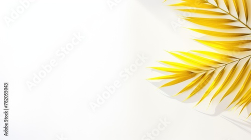 Palm tree with tropical yellow leaves on a white background with a place for text. The concept of recreation, tourism and sea travel.