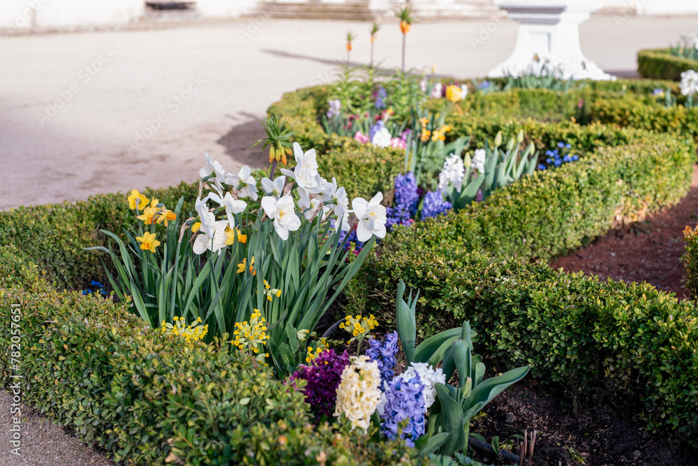 Obraz premium Beautiful flowers in the garden. Flowerbed of different flowers. Landscaping. Close-up