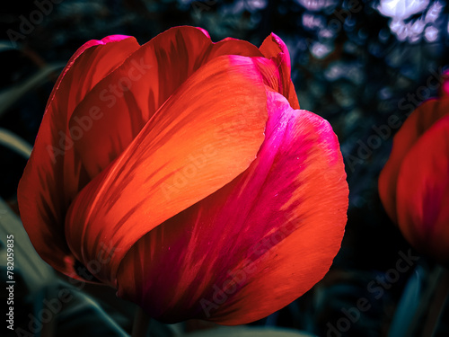 red and yellow tulip