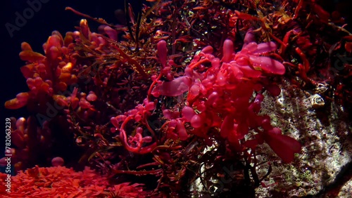 Botryocladia occidentalis is the botanical name of a species of pluricellular marine red algae of the genus Botryocladia, family Rhodymeniaceae. photo