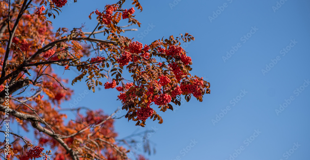 branches filled with clusters of red berries set against a vivid blue sky, with autumnal leaves in varying shades of orange and red. branches filled with clusters of red berries set against a vivid blue sky, with autumnal leaves in varying shades of orange and red.