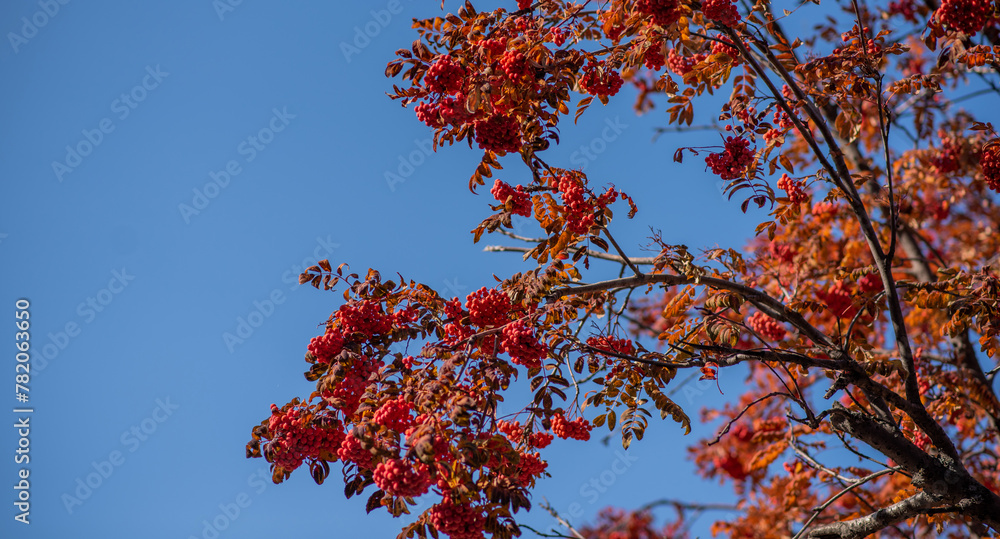 branches filled with clusters of red berries set against a vivid blue sky, with autumnal leaves in varying shades of orange and red. branches filled with clusters of red berries set against a vivid blue sky, with autumnal leaves in varying shades of orange and red.