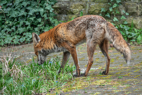 Fuchs auf dem Friedhof