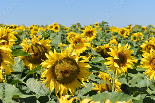 Sunflowers in the field.