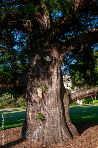 Sydney Australia, tree trunk of a  juniperus bermudiana tree in sunshine
