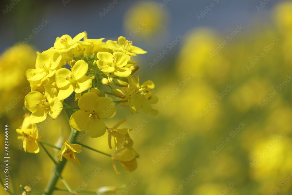 春の訪れを知らせる満開の菜の花 春の訪れを知らせる満開の菜の花