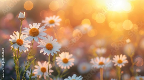 Sunlit Meadow with Blooming Chamomile Daisies Generative AI #782067012