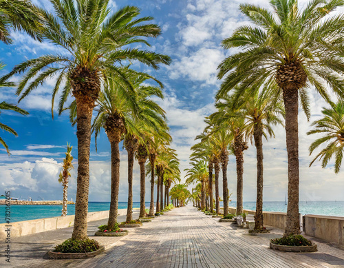 palm tree boulevard background