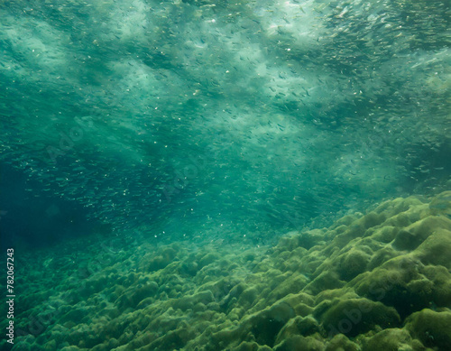 sea underwater scene background (ID: 782067243)