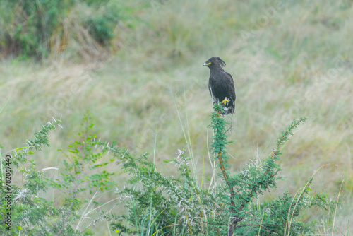 Long-crested Eagle (Lophaetus occipitalis) photo