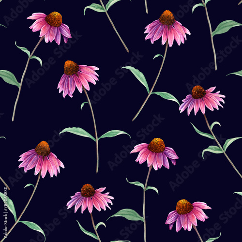 Watercolor seamless pattern with herb flower Coneflower, Echinacea. Hand drawn botanical illustration for wrapping wallpaper fabric textile © Modesta