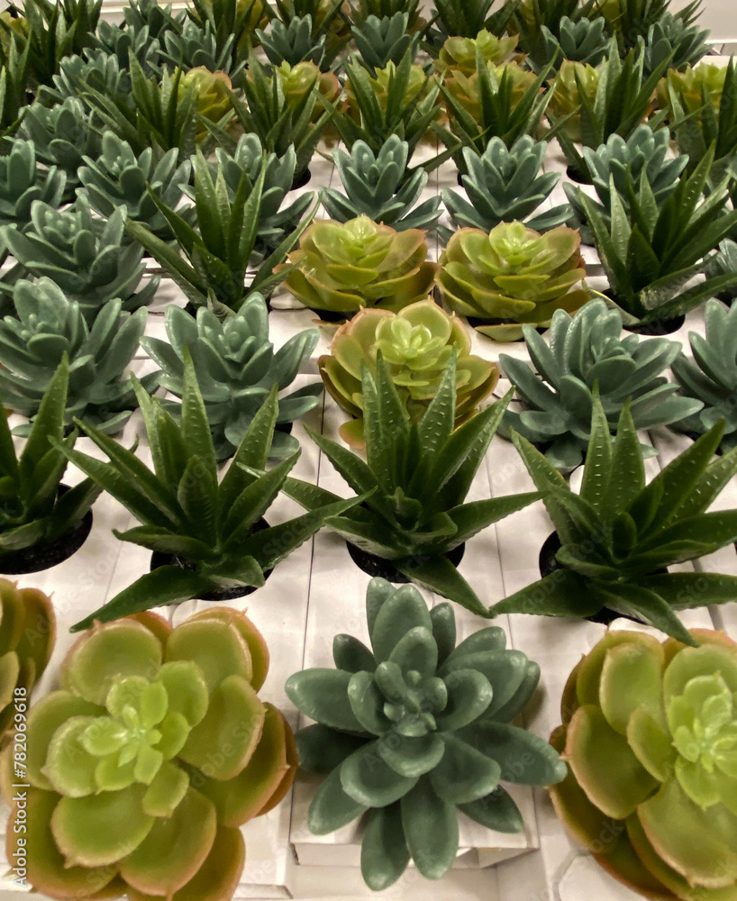 Various artificial succulents in pots as a background. Succulent plants in white mini-pots. Ideas for home decoration.Selective focus.
