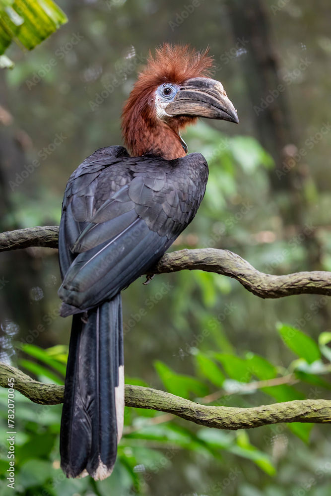 Obraz premium The female black-casqued hornbill (Ceratogymna atrata). It is widely spread across the African tropical rainforest. The population is decreasing.