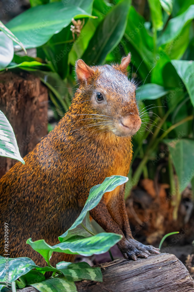 Φωτογραφία Azara's agouti (Dasyprocta azarae) is a South American agouti species from the family Dasyproctidae