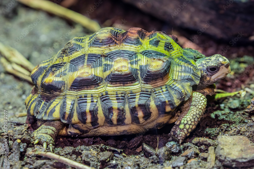 Obraz premium Flat-backed spider tortoise (Pyxis planicauda) is a tortoise that belongs to the family Testudinidae. It is endemic to the west coast of Madagascar and classified as critically endangered.