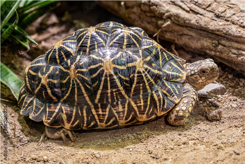 The Indian star tortoise (Geochelone elegans) is a threatened tortoise ...